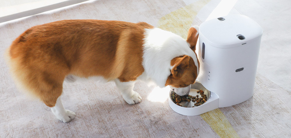 宠物狗狗自动喂食器