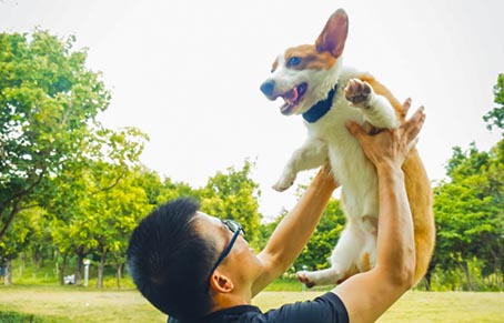 如何追踪被盗的宠物狗？